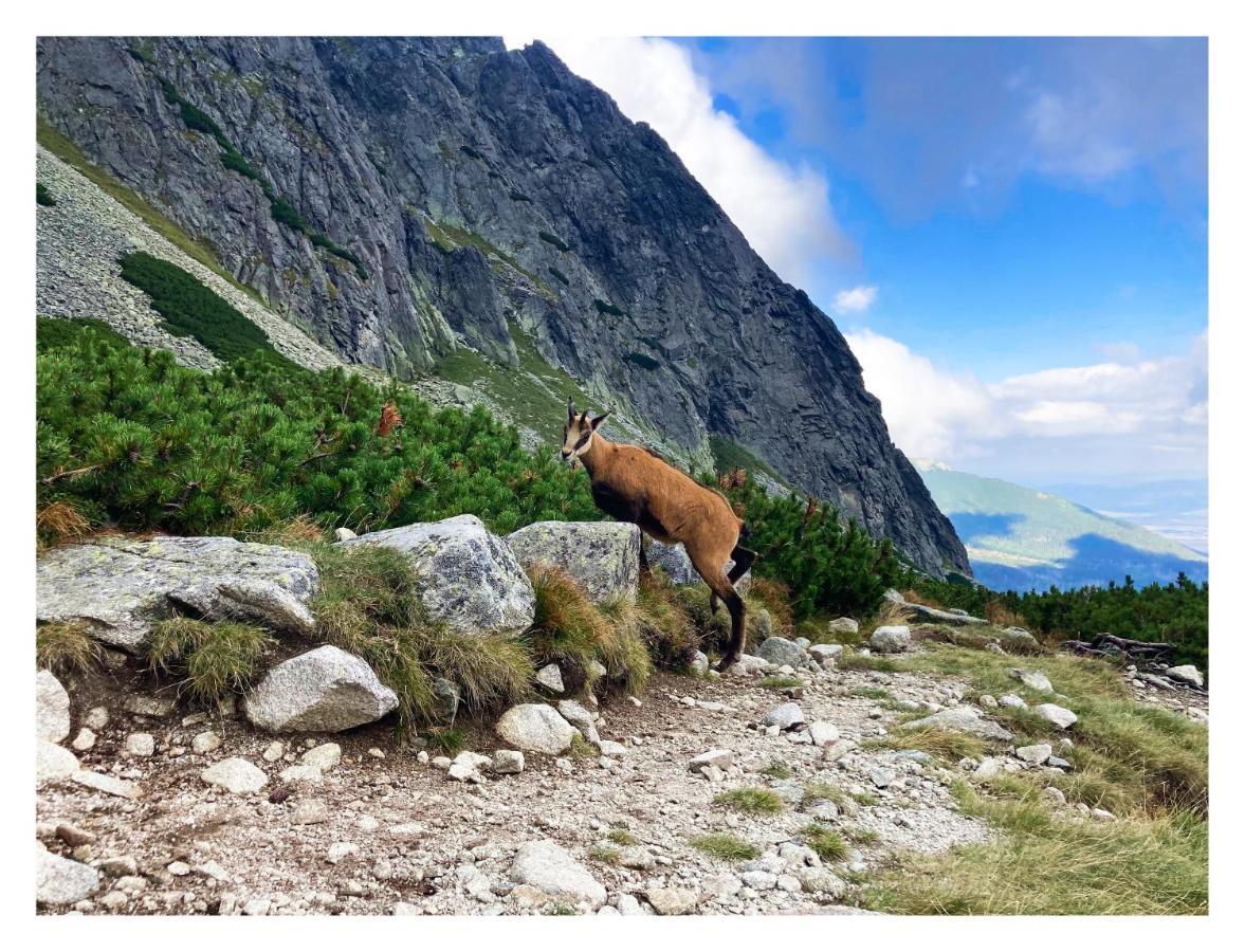 Willa Danielka Zakopane Esterno foto