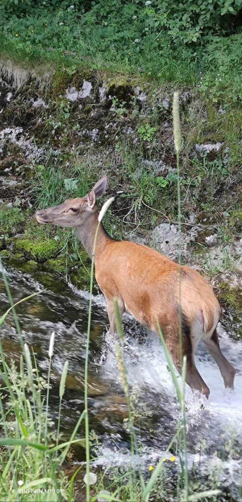 Willa Danielka Zakopane Esterno foto