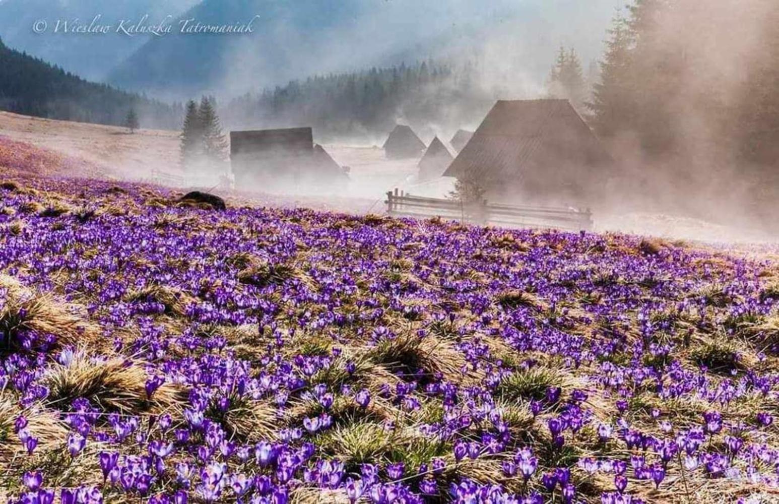 Willa Danielka Zakopane Esterno foto