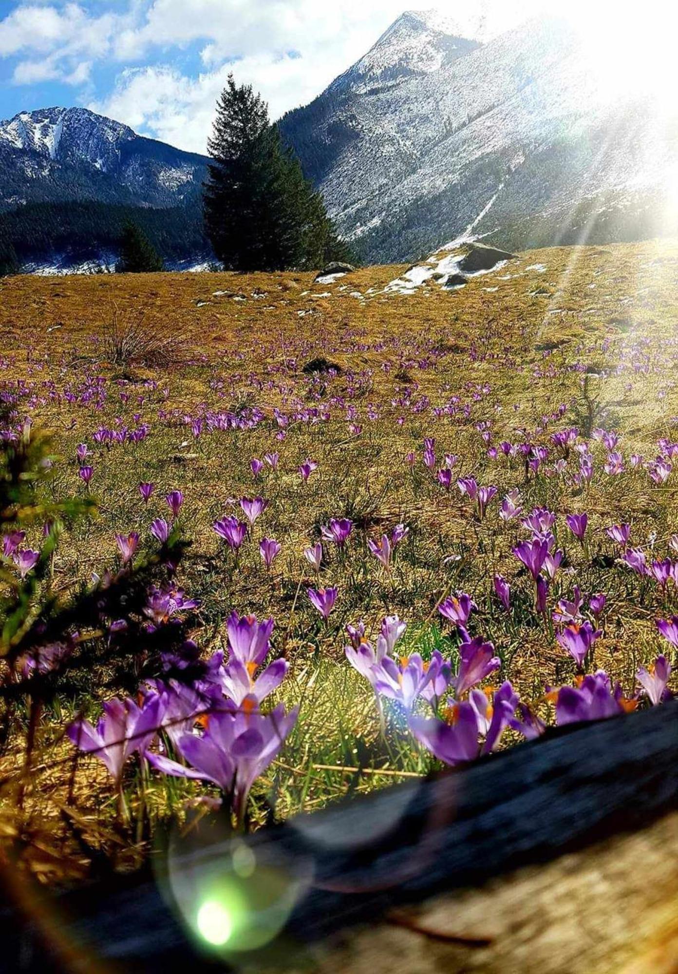 Willa Danielka Zakopane Esterno foto